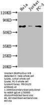 PRICKLE3 Antibody
