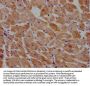 PRICKLE3 Antibody
