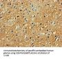 PRKAR2A Antibody