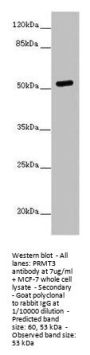 PRMT3 Antibody
