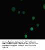 PRMT3 Antibody