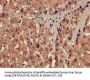 PROC Antibody