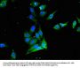 PROC Antibody