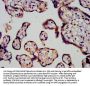 PROK1 Antibody