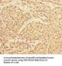 PRPF4 Antibody
