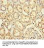 PRPF4 Antibody