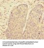 PRPF4 Antibody