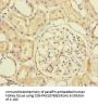 PRPF4 Antibody