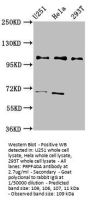 PRPF40A Antibody