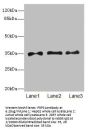 PRPS1 Antibody