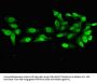 PRPS2 Antibody