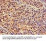PSMA4 Antibody