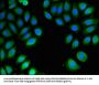 PSMA4 Antibody