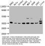 PSMD14 Antibody