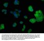 PSMD14 Antibody