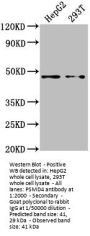 PSMD4 Antibody