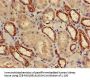 PSMD9 Antibody