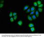 PSMD9 Antibody