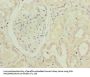 PTAFR Antibody