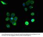 PTAFR Antibody