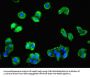 PTAFR Antibody