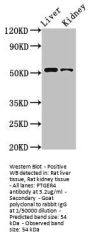 PTGER4 Antibody