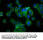 PTGER4 Antibody