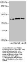 PTGES2 Antibody