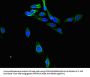 PTGR1 Antibody
