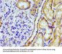 PTGR2 Antibody