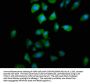 PTGR2 Antibody