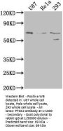 PTGS2 Antibody
