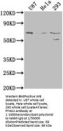 PTGS2 Antibody