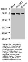 PTPN12 Antibody