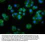 PTPN22 Antibody