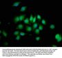 PTPN3 Antibody
