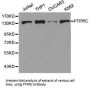 PTPRC Antibody