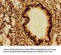 PTPRF Antibody