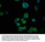 PTPRF Antibody