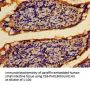 PTPRF Antibody