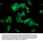 CAVIN1 Antibody