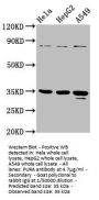 PURA Antibody