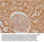 PXN Antibody