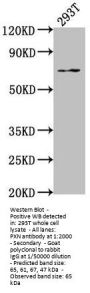 PXN Antibody
