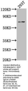 PXN Antibody