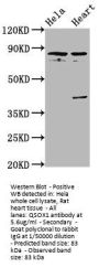 QSOX1 Antibody