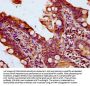 QSOX1 Antibody