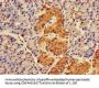 RAB27A Antibody