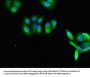 RAB27A Antibody