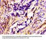 RAB3A Antibody